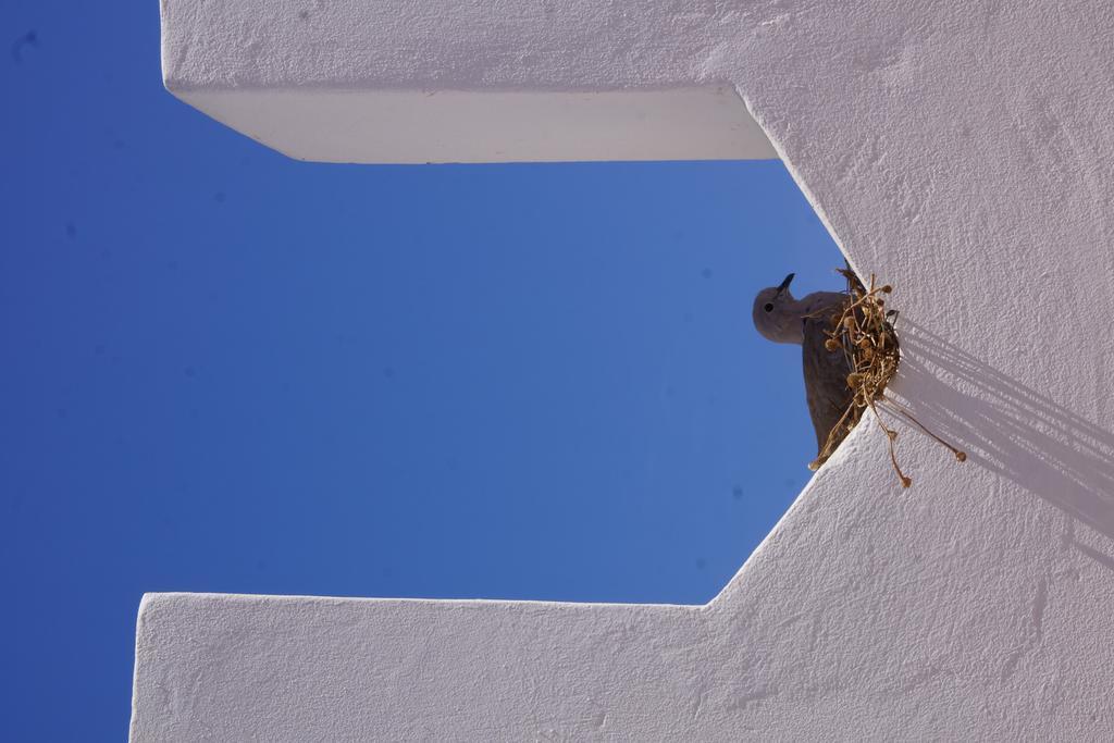 Riad Ksar El Jadida Maroc المظهر الخارجي الصورة
